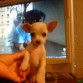 Presentando al nuevo miembro de la familia. Zully recien llegada.